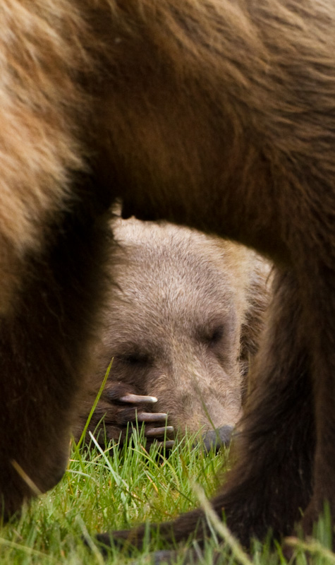 Napping Grizzly Bear Cub Seen Through Mothers Legs